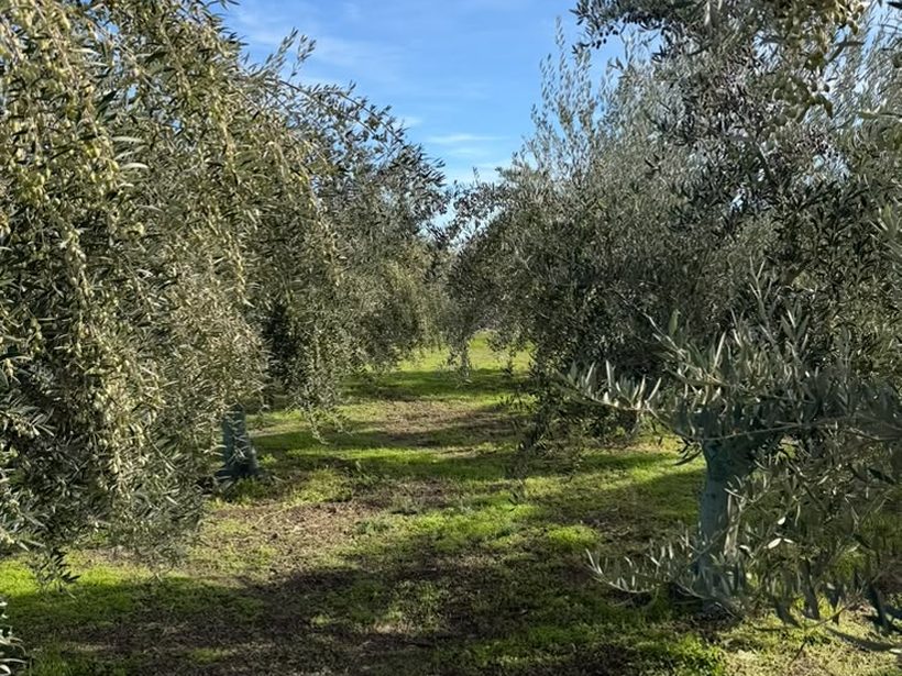 Walking between the rows in the Kampia grove, winter ground cover