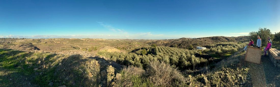 The olive grove on the hillside at Kampia, below the Machairas mountains