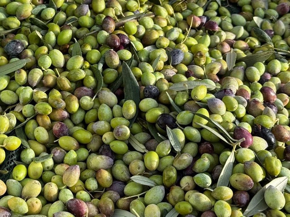 Freshly picked Koroneiki olives in the harvest crates, Kampia estate