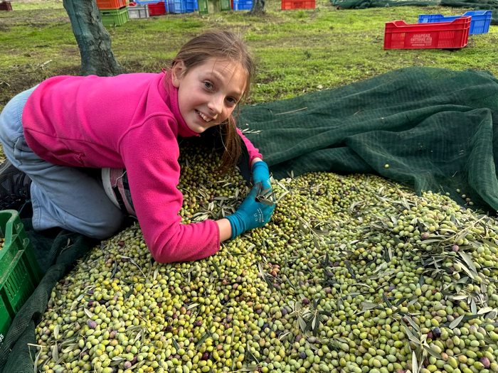 Harvest day, Kampia estate