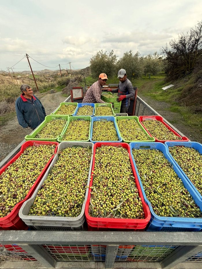 Freshly harvested Koroneiki, Kampia