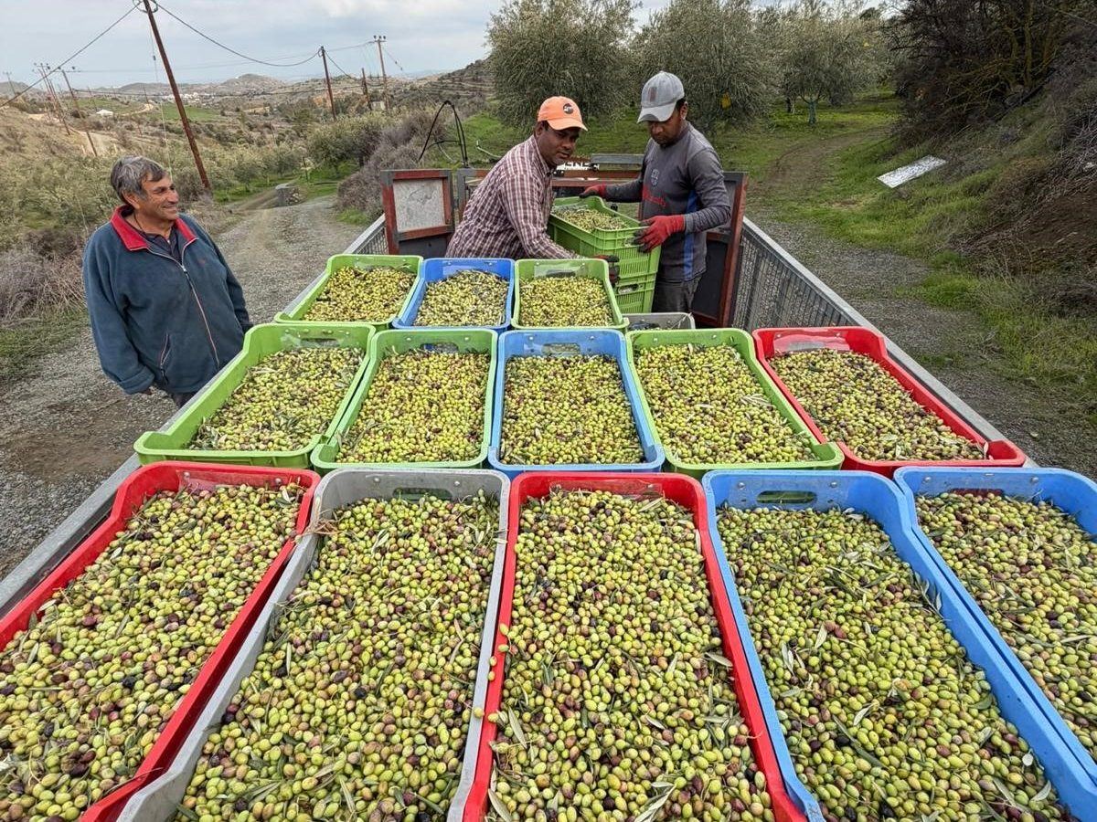 The day's picking in crates on the trailer at Kampia, ready to go to the press