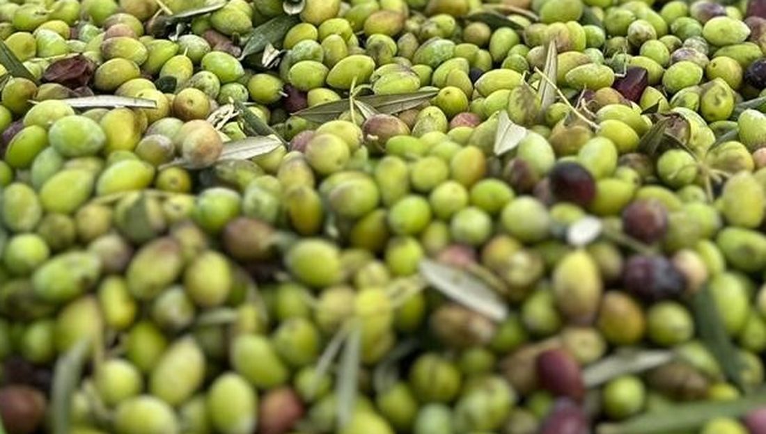 Freshly harvested Koroneiki olives at the Kampia estate, showing the green, half-ripe and black harvest ratio